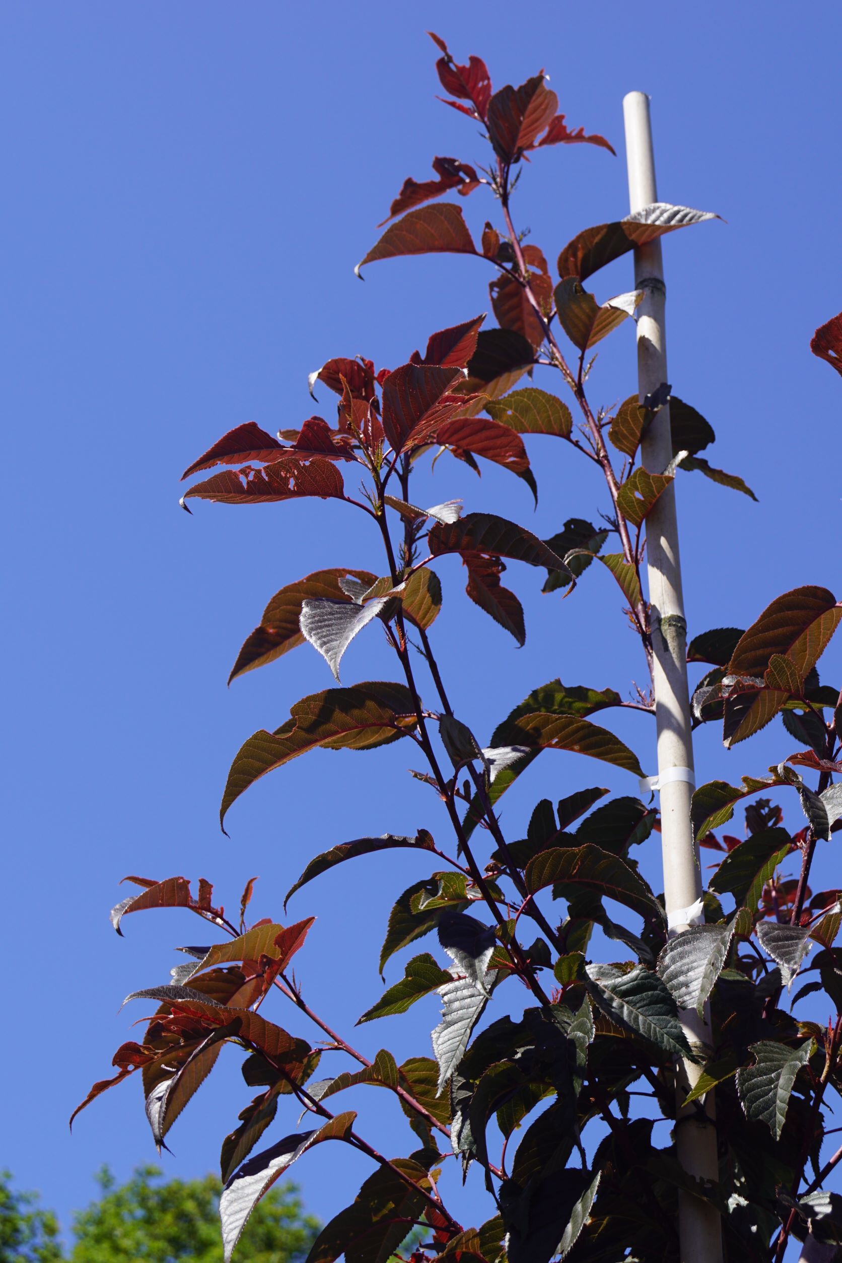 Prunus serrulata 'Royal Burgundy' (4)